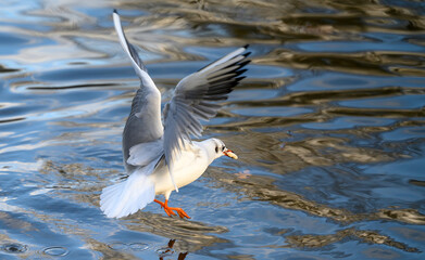 Black-headed gull in winter plumage in Kelsey Park, Beckenham, Greater London. Gull in flight with bread in its beak. Black-headed gull (Chroicocephalus ridibundus), UK.