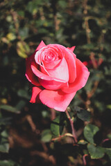 バラ 薔薇 ローズ ピンク かわいい ガーデン