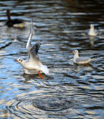 Black-headed gull in winter plumage in Kelsey Park, Beckenham, Greater London. Gull in flight over the lake with other birds behind. Black-headed gulls (Chroicocephalus ridibundus), UK