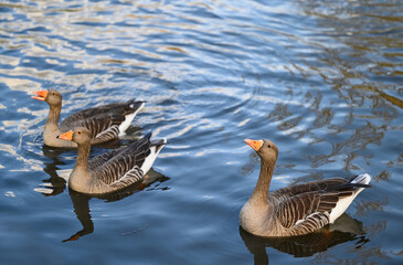 Three greylag geese in Kelsey Park, Beckenham, Greater London. Greylag geese swim on the lake in the park. There are many greylag geese in Kelsey Park, Beckenham, Kent. Greylag goose (Anser anser), UK