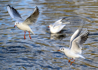 Obraz premium Black-headed gulls in winter plumage in Kelsey Park, Beckenham, Greater London. The gulls are flying over the lake. Upper bird in focus. Black-headed gulls (Chroicocephalus ridibundus), UK.