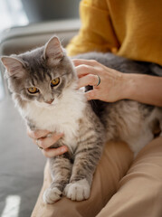 Beautiful fluffy gray cat sitting on the lap of the hostess at home on the couch, love, care and communication with pets