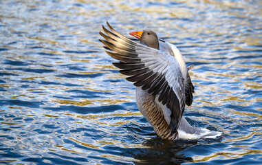 Greylag goose in Kelsey Park, Beckenham, Greater London. A greylag goose flaps its wings on the...