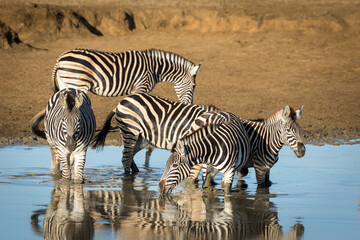 Fototapeta na wymiar Zebra herd standing in muddy water in early morning sunshine in Kruger Park in South Africa