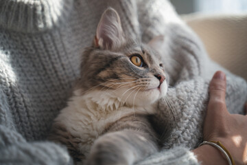 Beautiful fluffy gray cat on the hands of a woman in a fluffy cozy sweater
