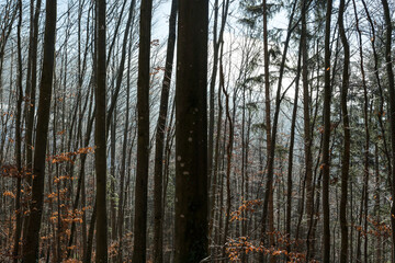 Obraz premium Mostviertel in winter