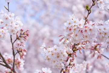 春の桜