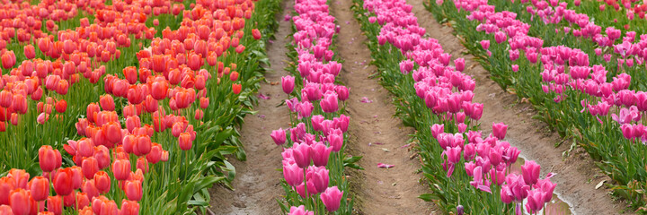 Panoramic view of the tulip flowers field in Oregon. Soft focus.