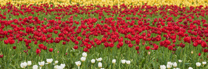 Panoramic view of the tulip flowers field in Oregon. Soft focus.