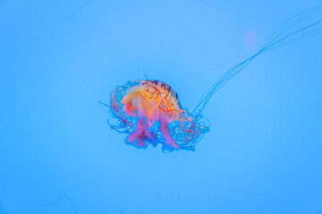 Energetic jellyfish are floating in the ocean