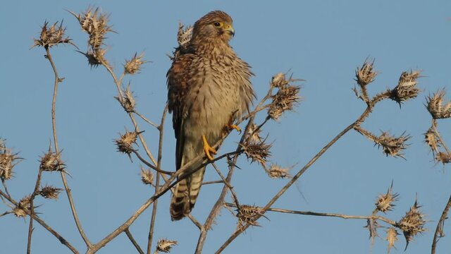 juvenile Common kestrel (Falco tinnunculus)Stands on a bush