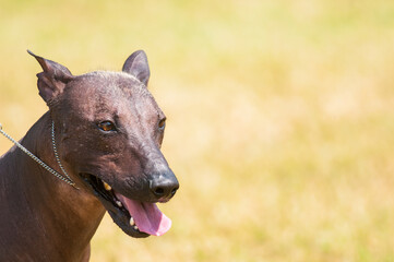 Xoloitzcuintli close up