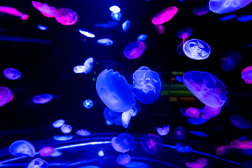 Naklejka na ściany i meble Energetic jellyfish are floating in the ocean