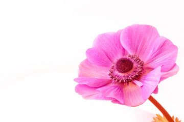 Toned image of anemone flower. Copy space