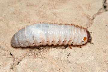 Xylotrupes gideon  larva on ground.