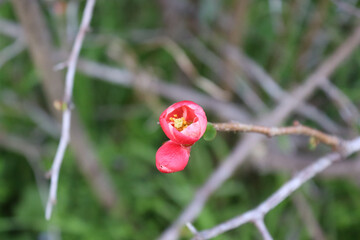 red poppy flower