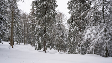 snow covered trees