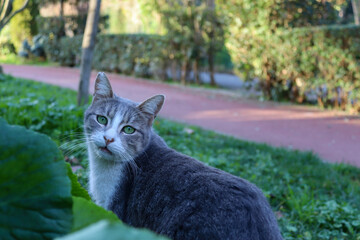 cat in the garden