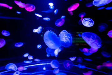 Naklejka na ściany i meble Energetic jellyfish are floating in the ocean