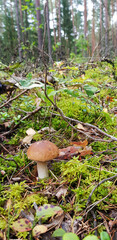 Beautiful mushroom-boletus in green moss. The old magic forest. White mushroom on a sunny day.