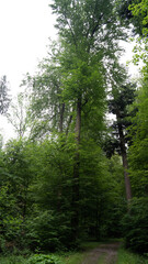 Fototapeta premium trees in the forest