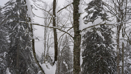 snow covered trees