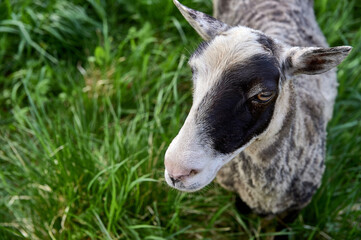 Young sheep in a meadow close up