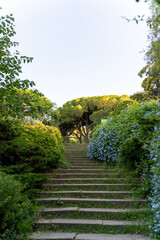 Old stone stairway in a green coniferous park in Barcelona with blue flowers