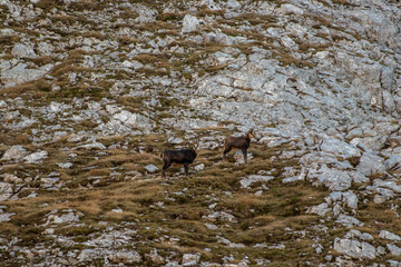 Chamoises on a mountain pasture, Julian alps	