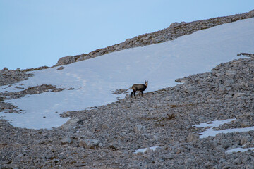 Chamoise in mountains covered in snow	