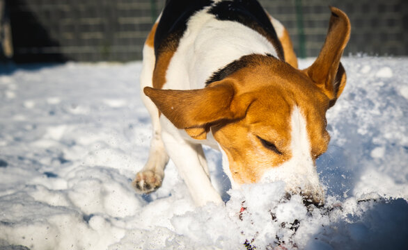 A picture of a fast Beagle hound running on the snow fetching a dog toy. Canine theme