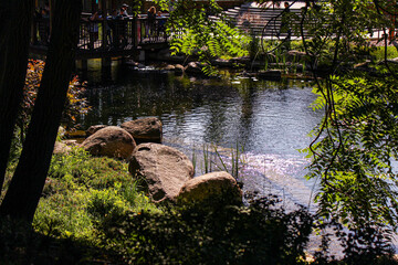 Small lake in the park on a summer sunny day