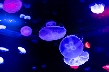 Energetic jellyfish are floating in the ocean