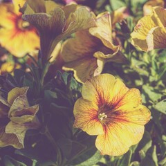 photo of artistic yellow petunia flowers in the garden