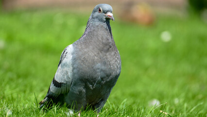 Pigeon in gras