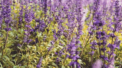 Obraz premium photo of artistic lavandula flowers in the garden