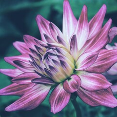 photo of artistic dahlia flowers in the garden