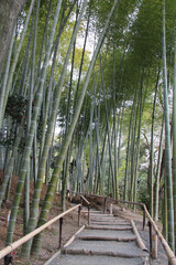 Fototapeta premium bamboo forest in kyoto (japan)