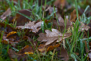 Nature Outdoor autumn foggy dust