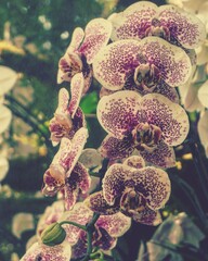 photo of artistic phaleanopsis orchids in the garden
