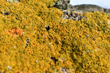 moss on the tree