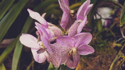 photo of artistic phaleanopsis orchids in the garden