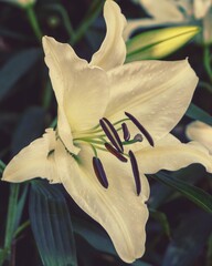 photo of artistic white lilies flowers in the garden