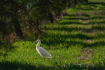 heron in the grass