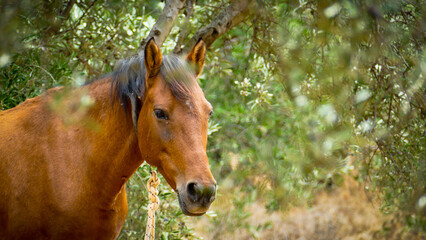 Obraz premium Horse under olive trees