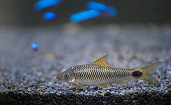 Crossocheilus Reticulatus Silver Flying Fox Is A Freshwater Algae Eater For Balanced Fishtank