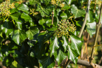 Nature Outdoor colorful autmn