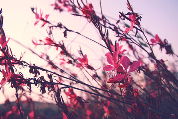 abstract dreamy photo of meadow with wildflowers.
