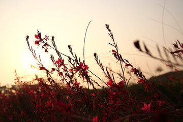 abstract dreamy photo of meadow with wildflowers.