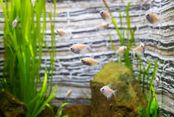 Fish and landscape in the aquarium